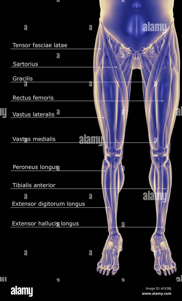 [40037139701] Partie Inférieure