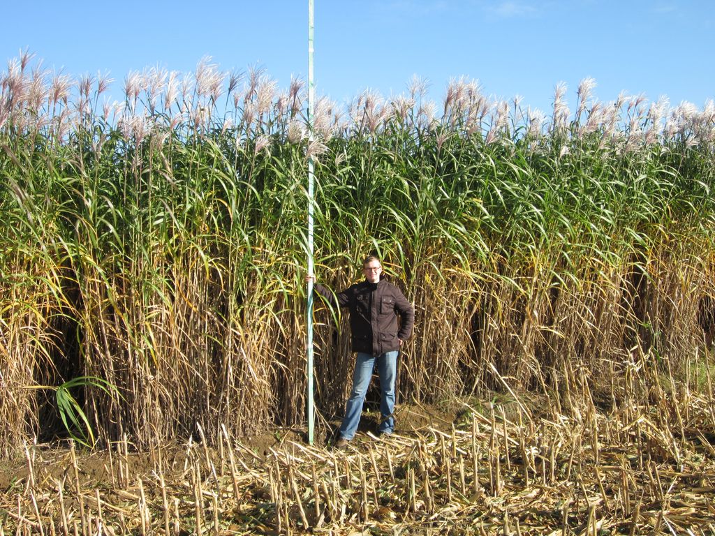 [PAIL-MISCANTHUS-BALLES-E] MISCANTHUS 10/30 (UNIT FACT : BALLES DE 15KG)