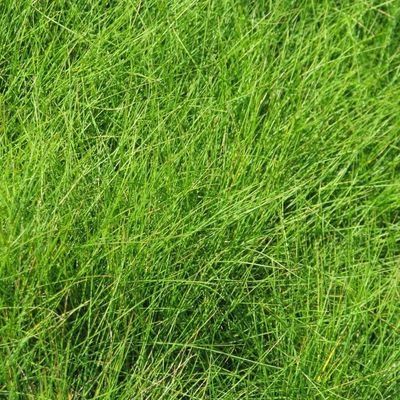 GAZON 100% FÉTUQUE OVINE HARDTOP